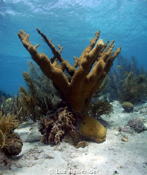 A healthy stand of elkhorn coral in the shallows at Karpa... by Lisa Hinderlider 